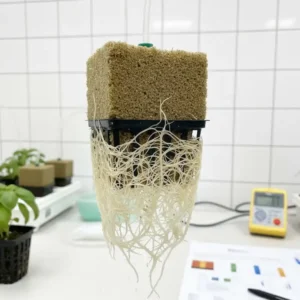 Darstellung des gesunden Wurzelwachstums beim tropfbewässerung hydroponik test.