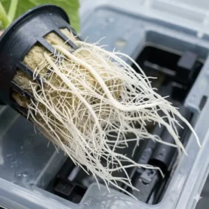 Detailansicht der gesunden Wurzeln im Hydroponik Gurken Test